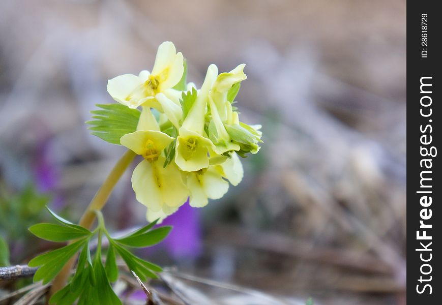 Flower Corydalis