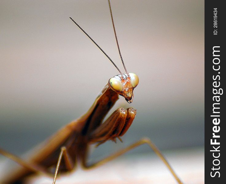 Praying Mantis, insect waiting for a pray