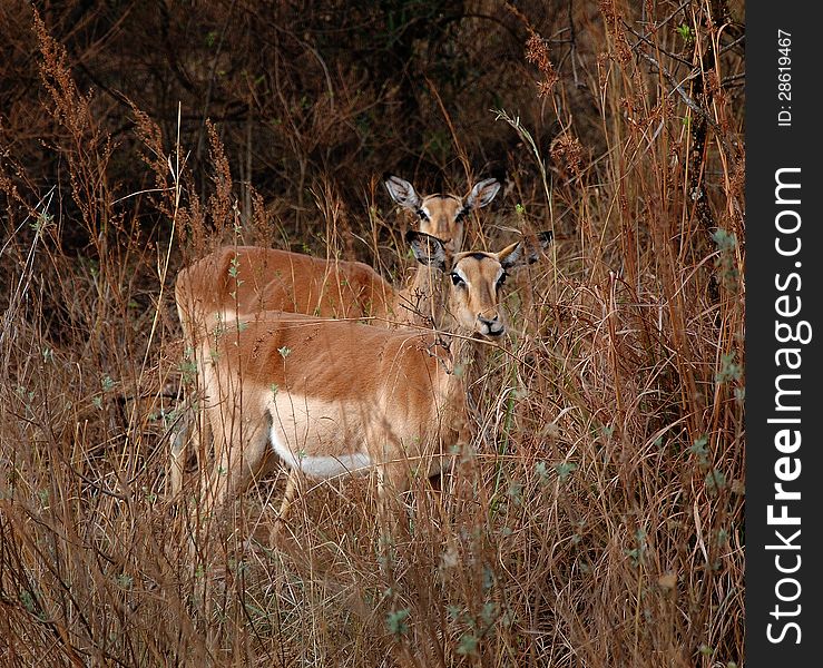 Two antelopes on the savannah