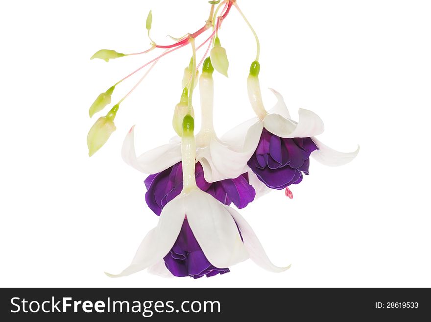 Fuchsia on the white,  isolated and closeup