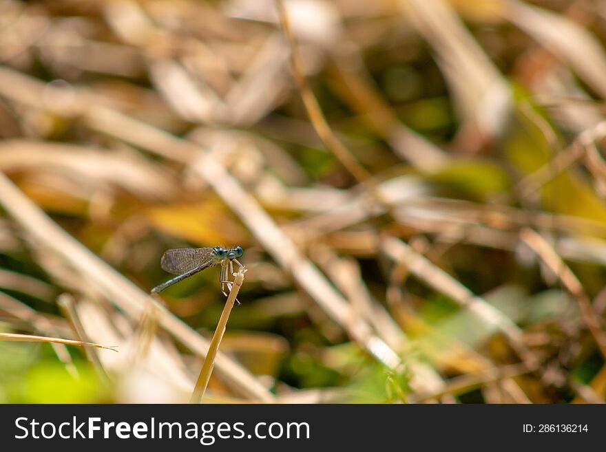 a small eyed dragonfly is resting on a stalk of grass