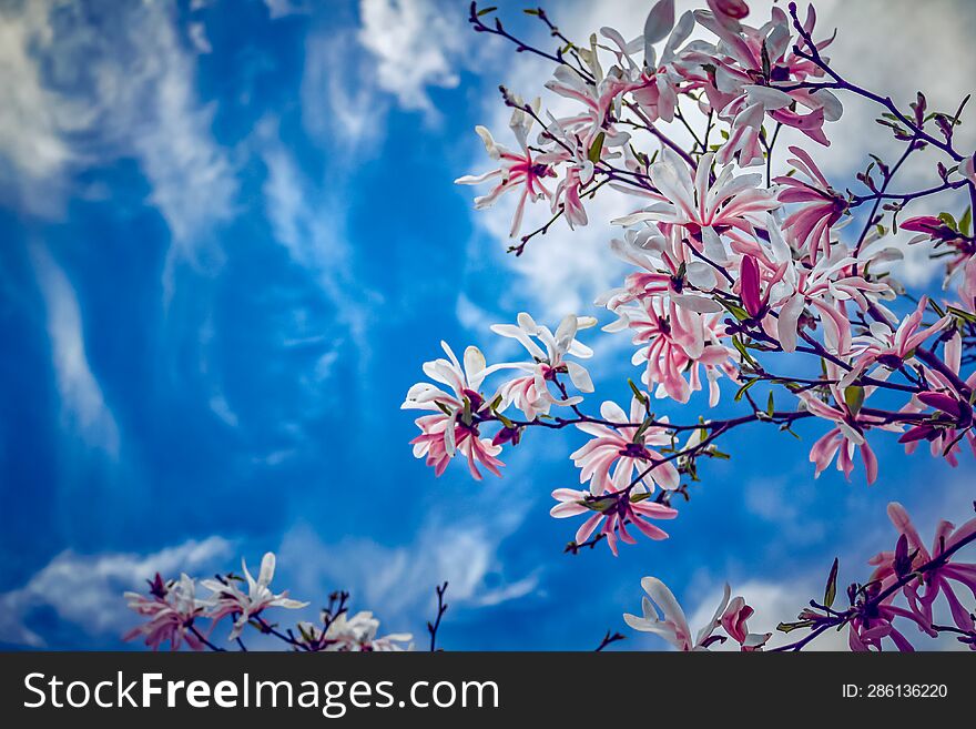 Delicate flowers on the background of blue sky and clouds.