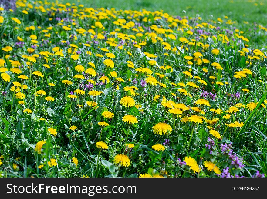 Wildflowers and meadow flowers on a green background