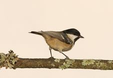 Free Coal Tit Royalty Free Stock Photography - 28623857