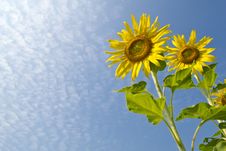 Twin Sunflowers Stock Image Twin Sunflowers Stock Image