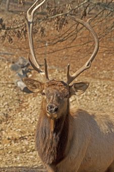 Elk Head Sporting Large Antlers. Stock Photography