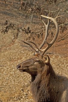 Elk Head Sporting Large Antlers. Royalty Free Stock Images