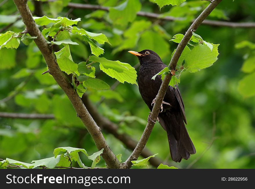 European blackbird in the forest