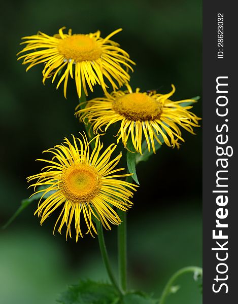 Wild yellow flower in the Carpathians forest. Wild yellow flower in the Carpathians forest