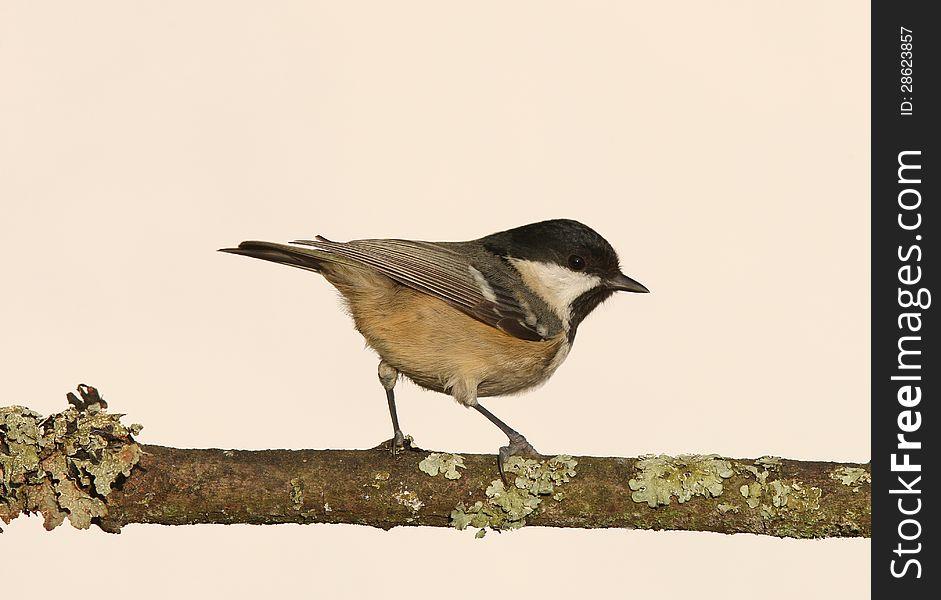 Portrait of a Coal Tit (periparus ater)