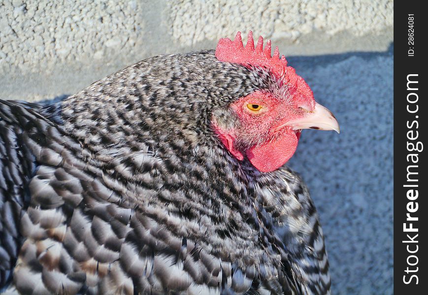 A portrait of a grey chicken