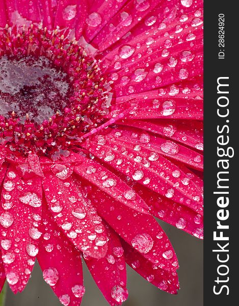 Closeup of a red Gerbera Daisy in dew. Closeup of a red Gerbera Daisy in dew.