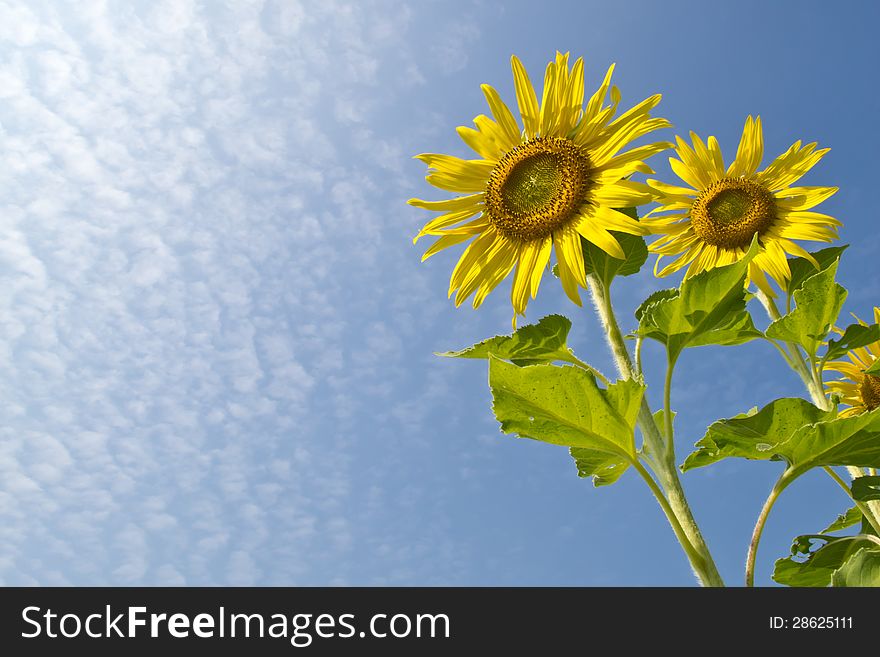 Twin sunflowers on blue sky and cloudy background