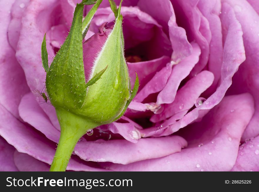 Closeup Lavender Rose And Bud.