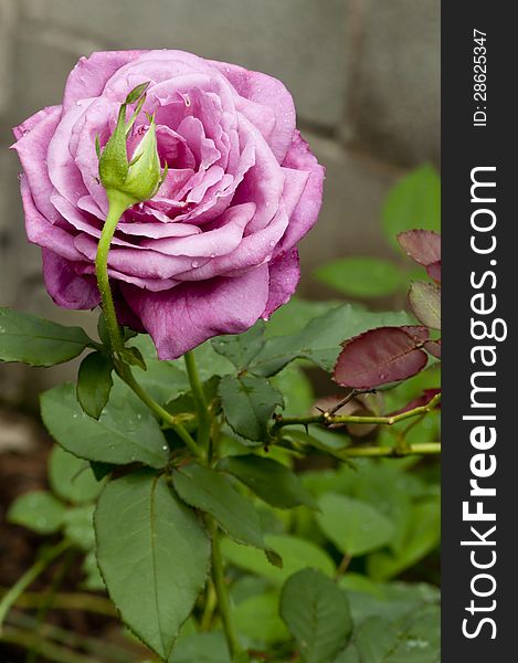 Purple rose and bud on rose bush with dew drops. Purple rose and bud on rose bush with dew drops.