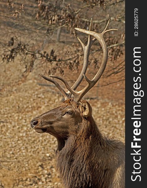 Elk head sporting large antlers.