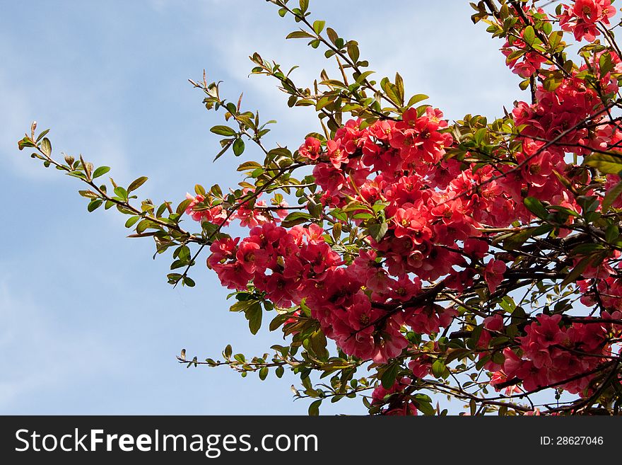 Close-up of a japanese quince against blue sky
