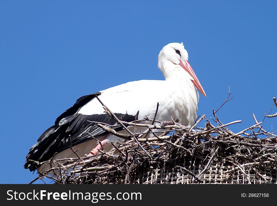 Stork in the nest
