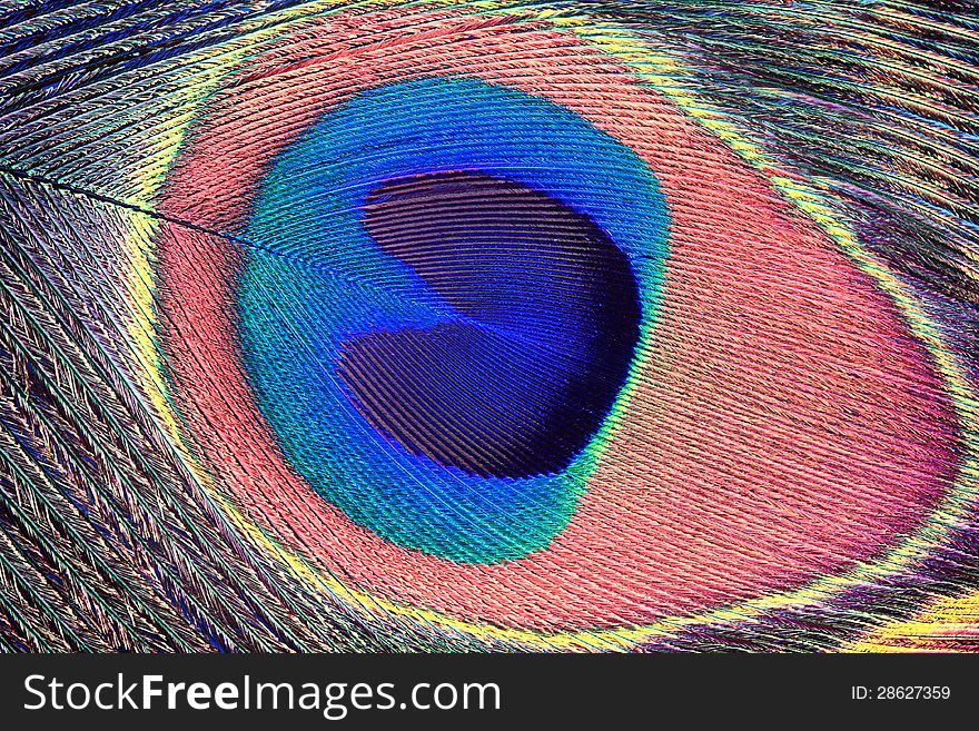 Peacock Feather Eye