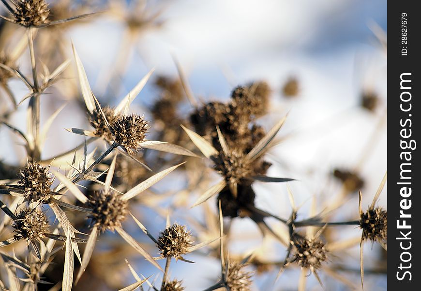 A dry flower of a common thistle in Central and Eastern Europe. A dry flower of a common thistle in Central and Eastern Europe