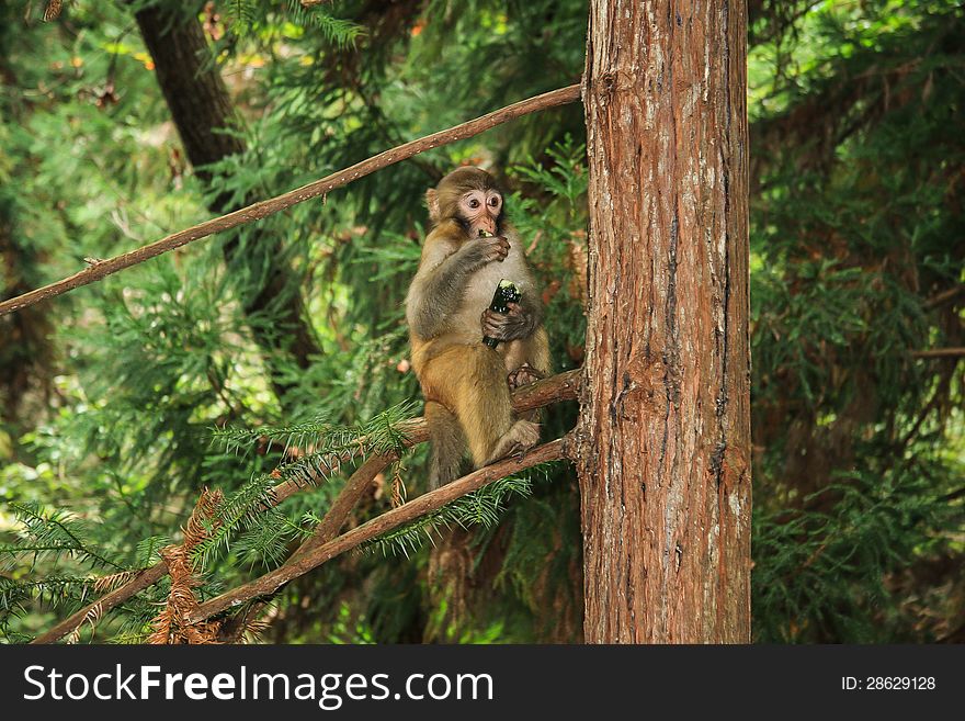 Zhangjiajie, China not only has beautiful scenery, and the large number of wild monkeys, very cute. Zhangjiajie, China not only has beautiful scenery, and the large number of wild monkeys, very cute.