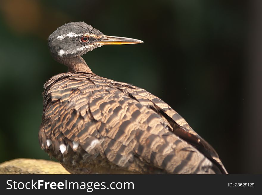 Tropical pigeon bird