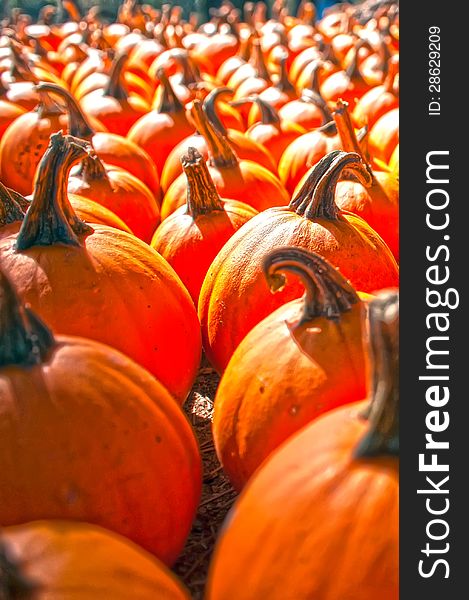 Pumpkins in pumpkin patch waiting to be sold. Pumpkins in pumpkin patch waiting to be sold