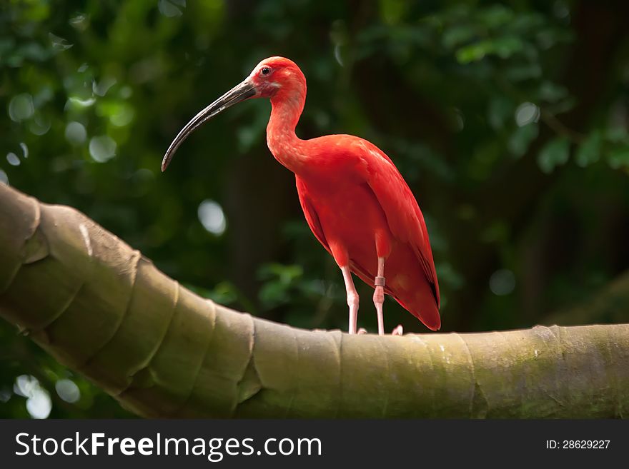 Scarlet Ibis bird with long beak perched in tree. Scarlet Ibis bird with long beak perched in tree