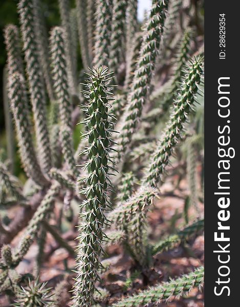 Close up of long cactus with long thorns