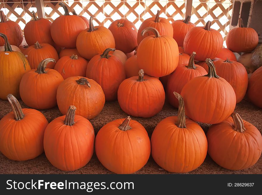 Pumpkins in pumpkin patch waiting to be sold. Pumpkins in pumpkin patch waiting to be sold