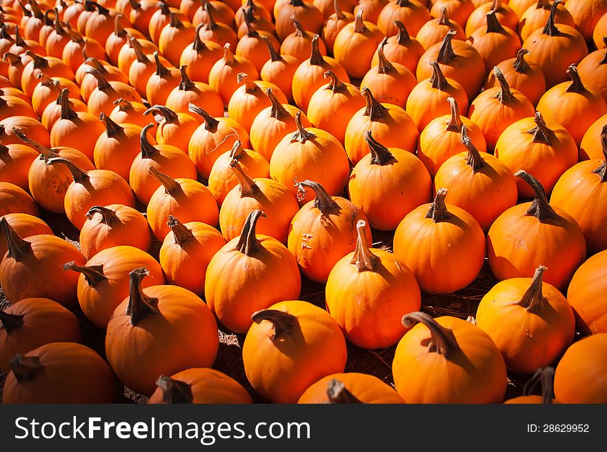 Pumpkins in pumpkin patch waiting to be sold. Pumpkins in pumpkin patch waiting to be sold