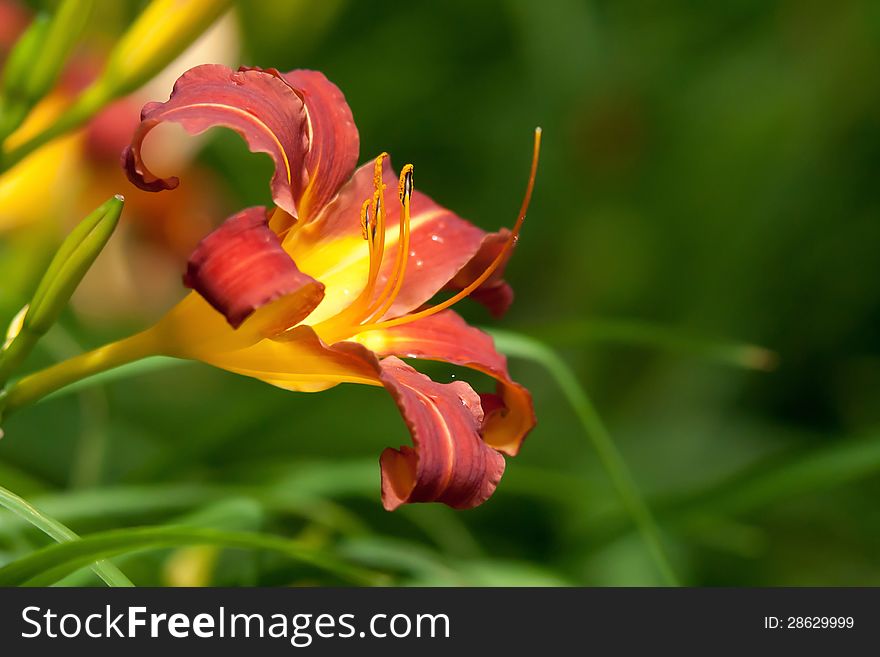 Blooming orange lily closeup in the summer