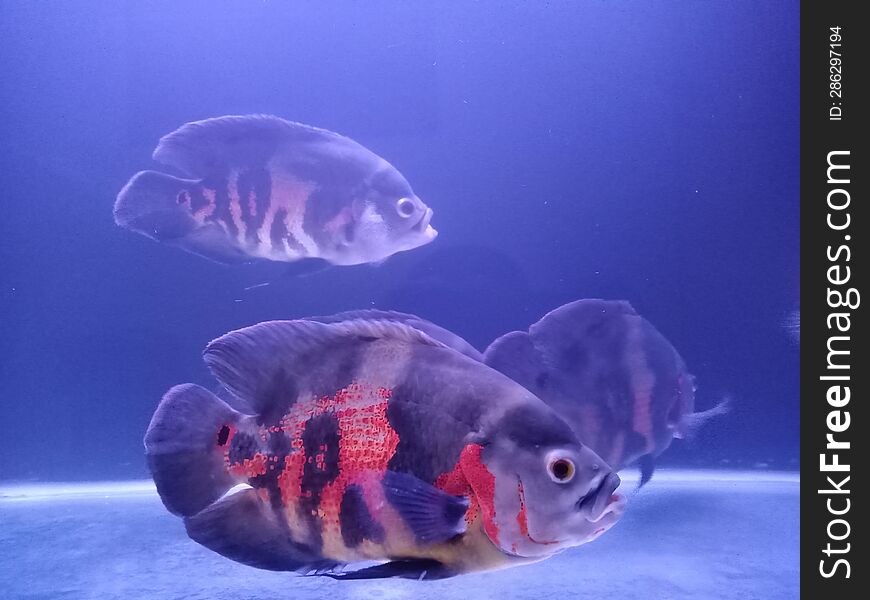 Some Ornamental Fish Astronautus Ocellatus Swimming In An Aquarium