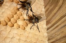 Bee Hive Royalty Free Stock Photo Bee Hive Royalty Free Stock Photo