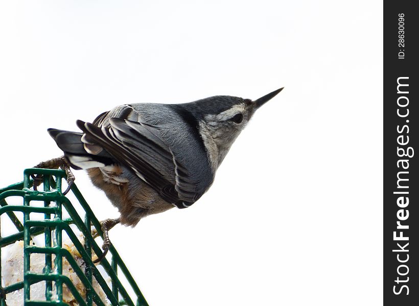 White-Breasted Nuthatch pausing on a suet feeder. White-Breasted Nuthatch pausing on a suet feeder.