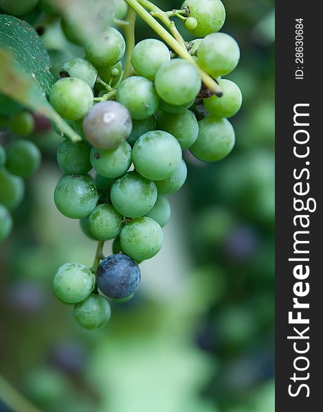 Green grapes with blurry background