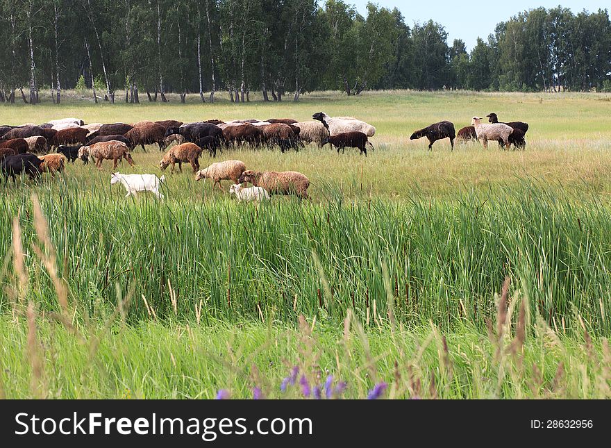 Sheeps Grazes On A Meadow.