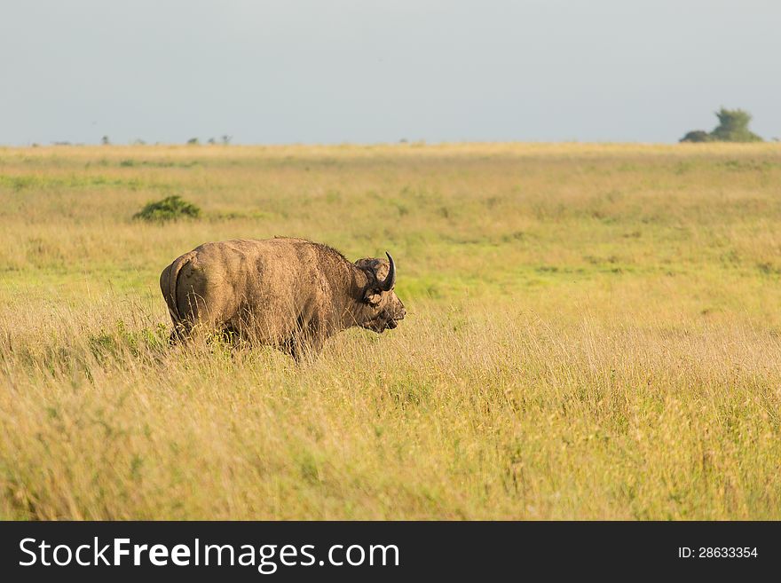 A buffalo standing in the tall grasslands of Nairobi National Park. A buffalo standing in the tall grasslands of Nairobi National Park