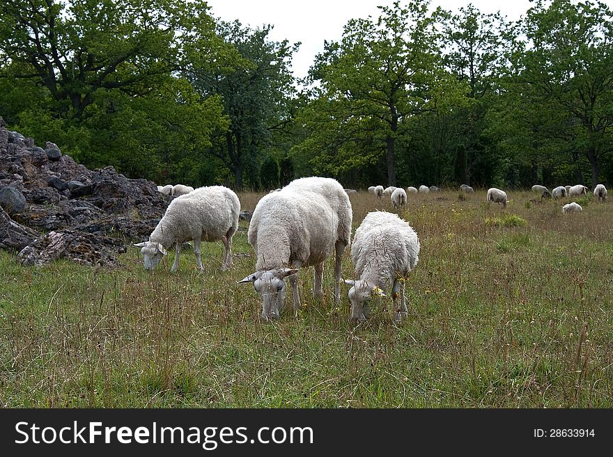 A group og grazing sheep in a pasture landscape