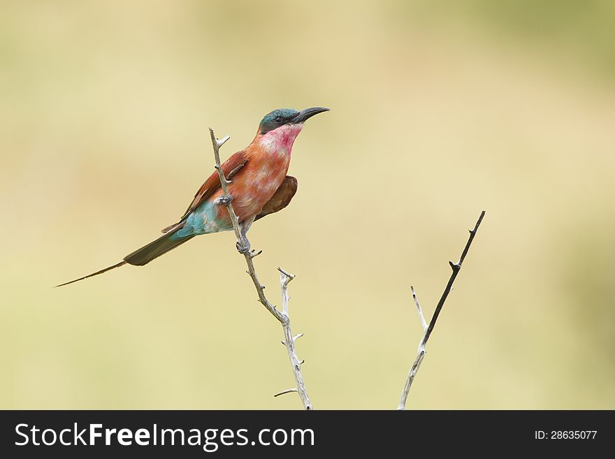 Southern Carmine Bee-eater (Merops nubicoides) perching n a branch in South Africa's Kruger Park. Southern Carmine Bee-eater (Merops nubicoides) perching n a branch in South Africa's Kruger Park