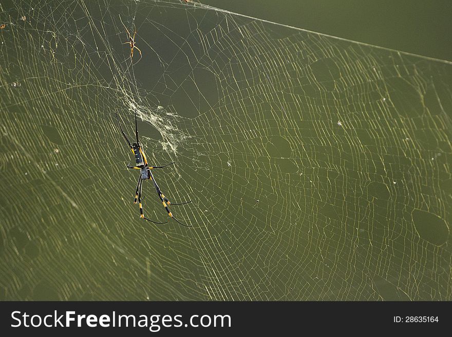 Golden Orb-web spider &x28;nephila spp&x29; South Africa