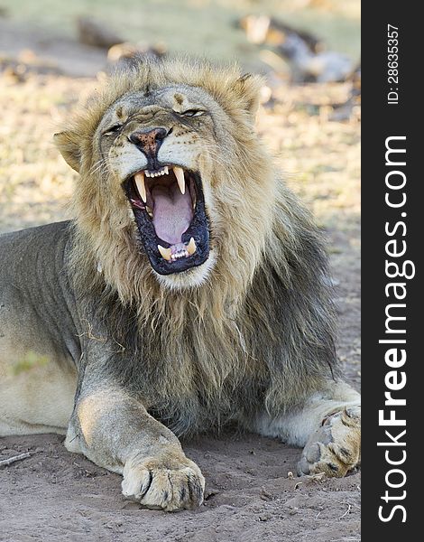 Male African Lion (Panthera leo) yawning, Botswana. Showing large teeth. Male African Lion (Panthera leo) yawning, Botswana. Showing large teeth