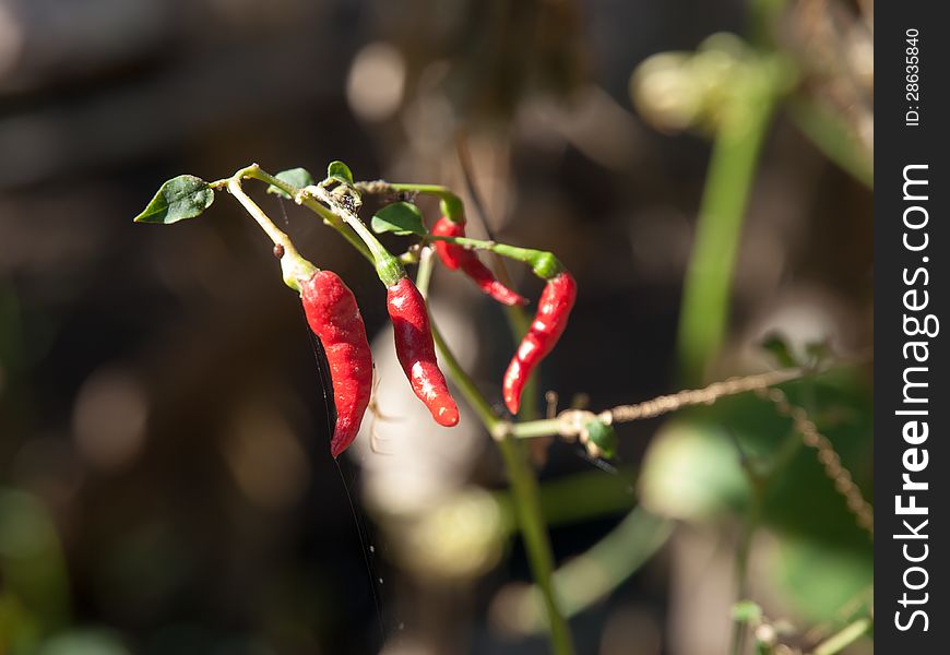 Red hot chili peppers in plant. Red hot chili peppers in plant