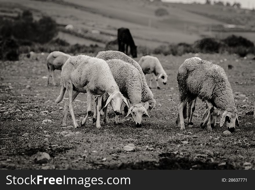 A flock of sheep grazing