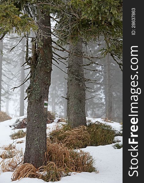 Winter forest in Smrekovica, Slovakia