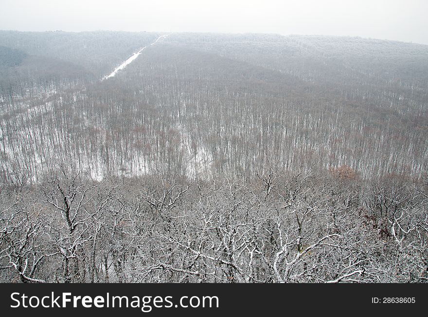 Forest at winter in Hungary.