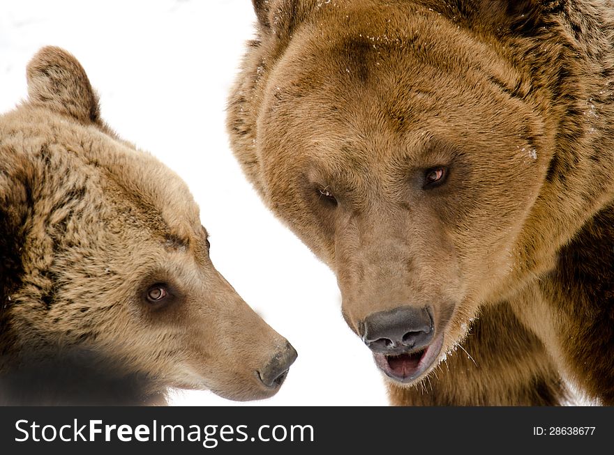 Two bears fighting in the forest.