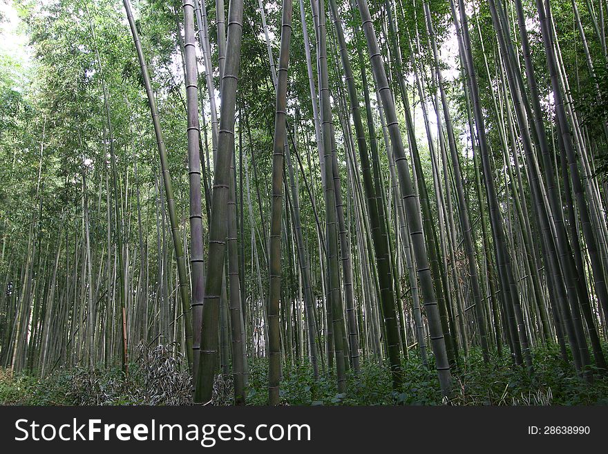 Bamboo forest texture in Asia