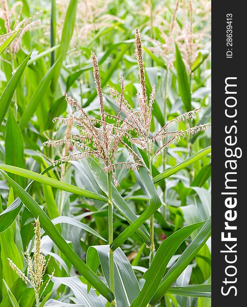 Close up shot on corn stalk blossom in a field