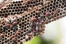 Nest Of Hornet Stock Photo